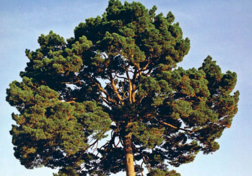 Palm Pine-Tree