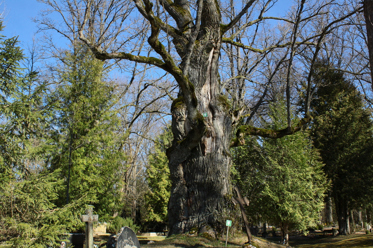 Sauļu oak-tree