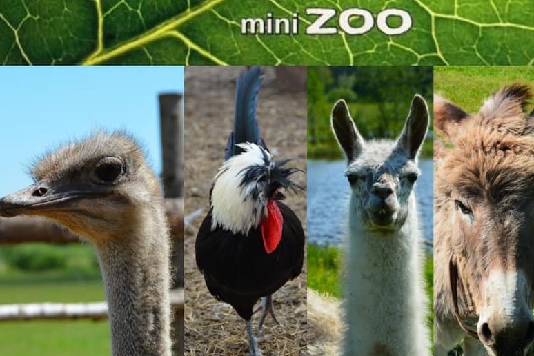 Mini Zoo Silavas